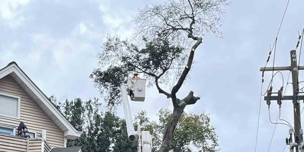 can i cut tree branches overhanging my property