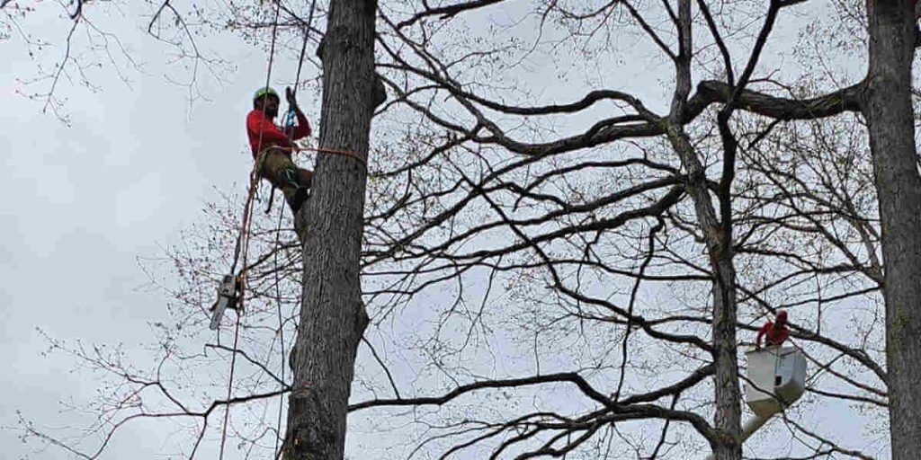 Tree pruning services being performed on a diseased tree, one of the main types of tree pruning