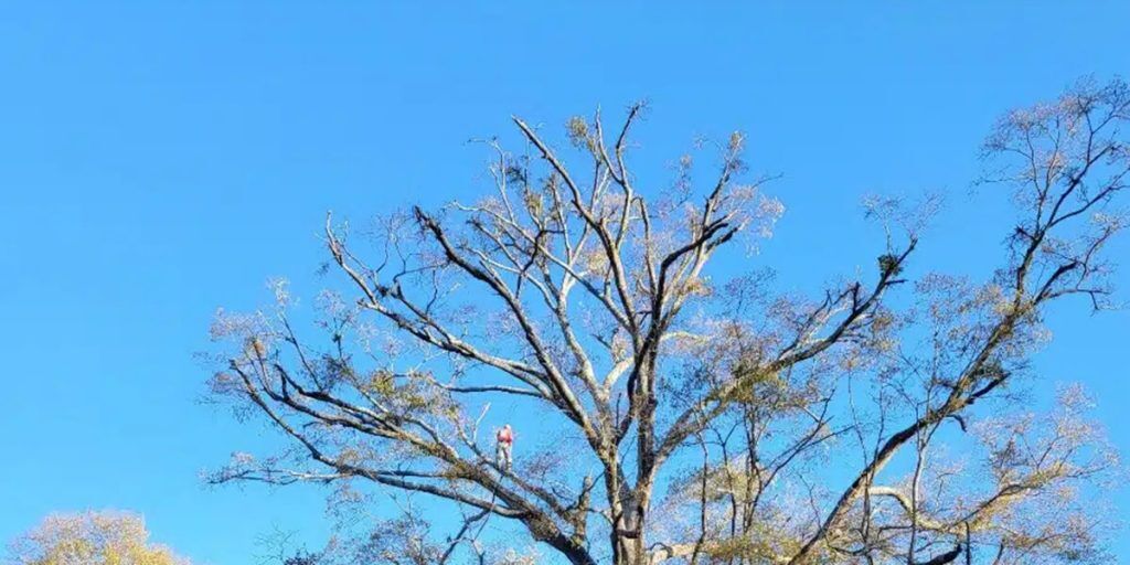tree losing leaves in summer