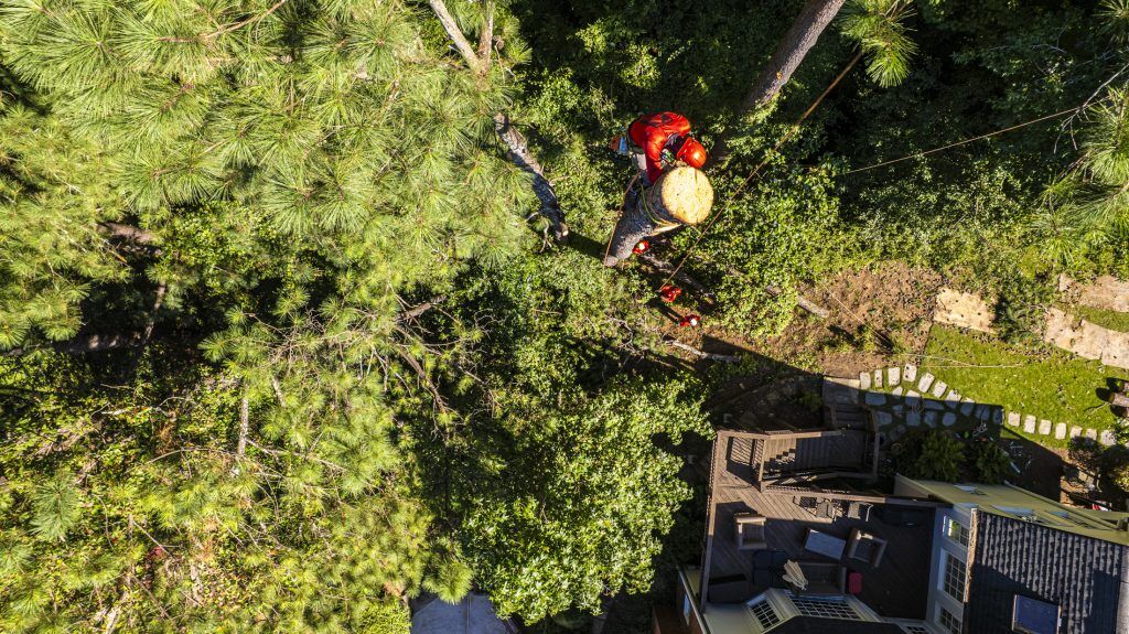 An overhead view of a tree removal in reference to the question "What impacts the cost of tree removal?"