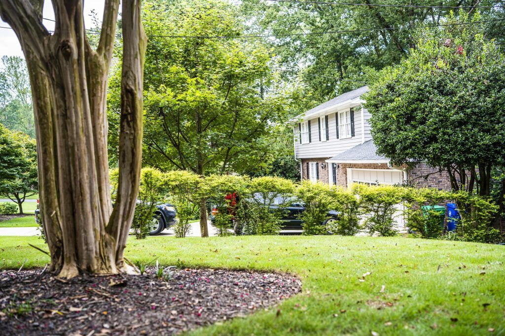 A new tree, prompting the question "How much to water a newly planted tree"